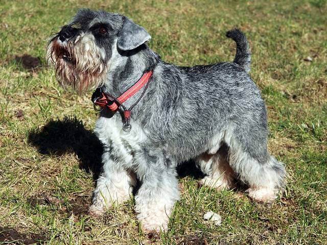 Miniature schnauzer family store dog